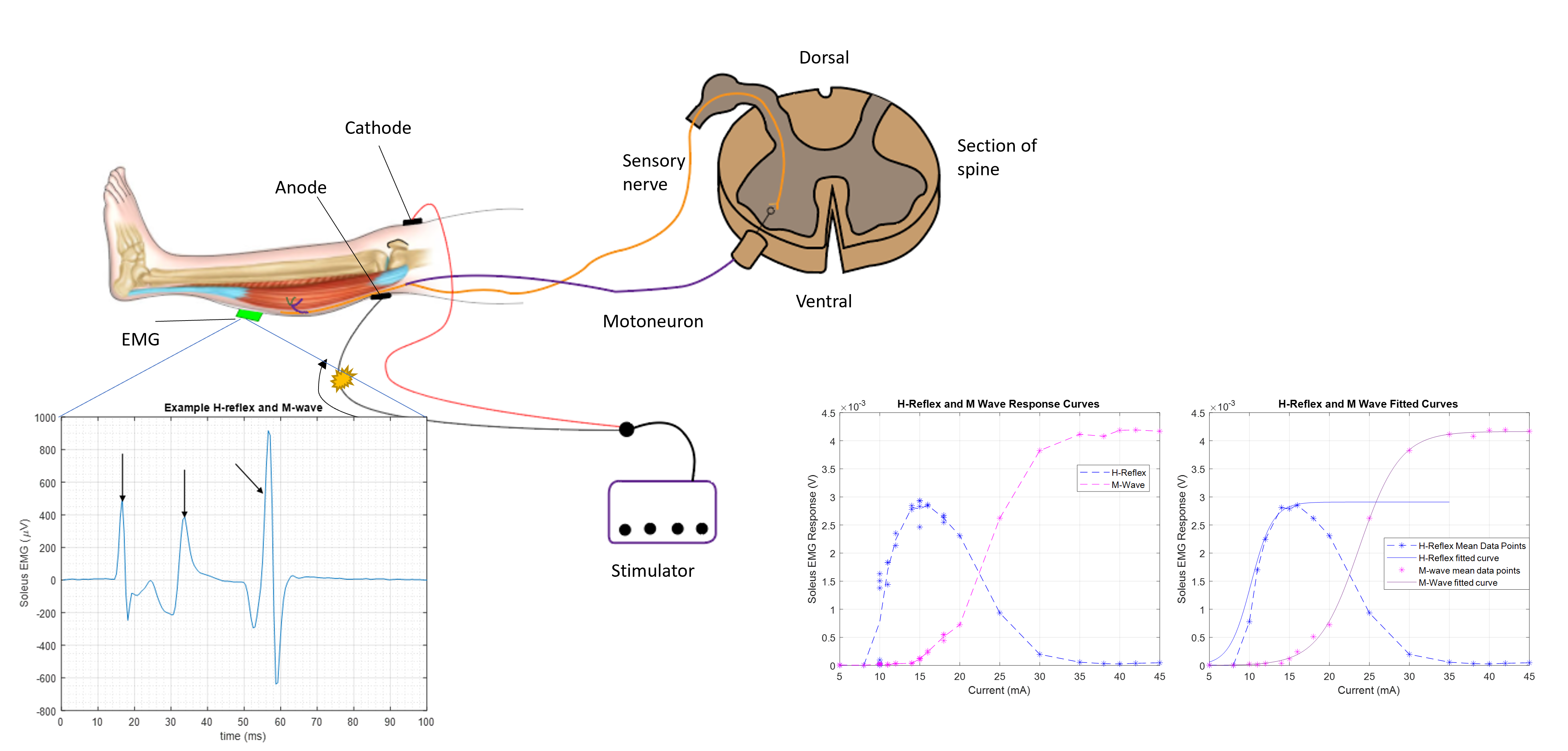 H-Reflex Measurements